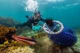 underwater shot of diver harvesting sea urchin
