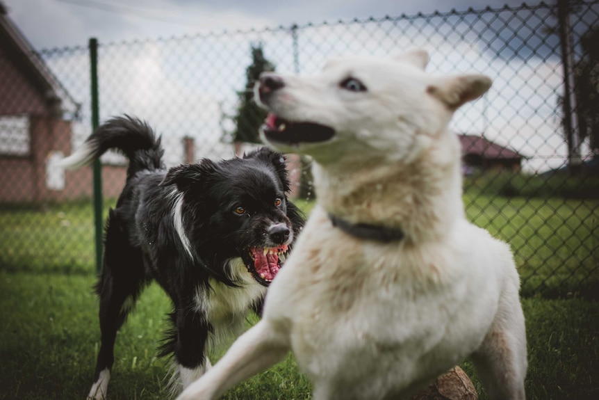 A black and white dog is snarling and snappy at a white dog that looks like it's running away