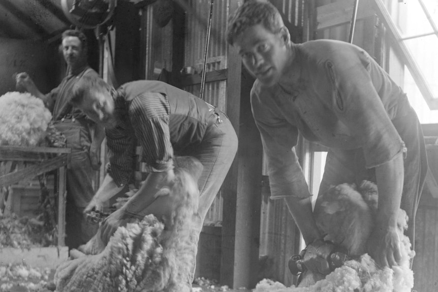 Shearing at a farm near Lake Bolac, Victoria, 1910
