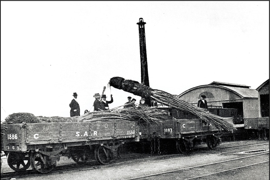 A black and white photo of large trees being craned onto an old railway cart to be tied down.