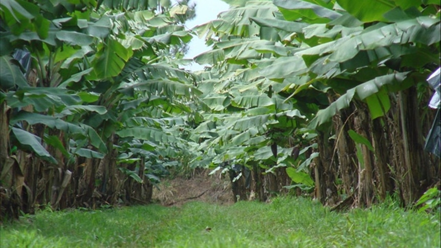 Grassed inter-rows is one of an arsenal of measures to minimise pest incursion on banana farms