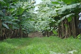 Grassed inter-rows is one of an arsenal of measures to minimise pest incursion on banana farms