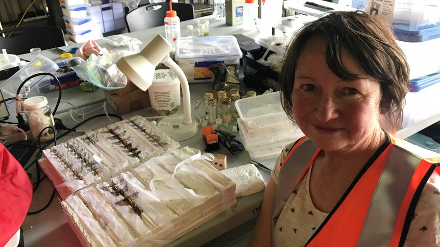 Dr Cathy Byrne working in her field lab, laying moths onto special drying boards.