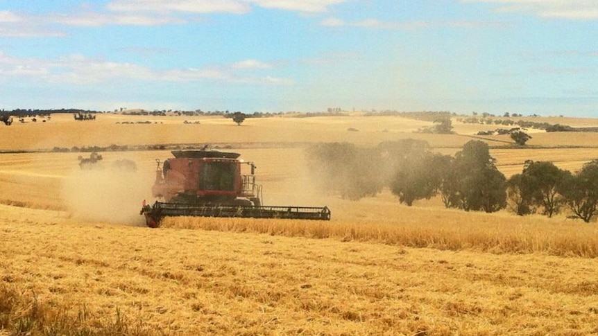 Barley harvest in South Australia