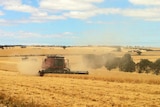 Barley harvest in South Australia