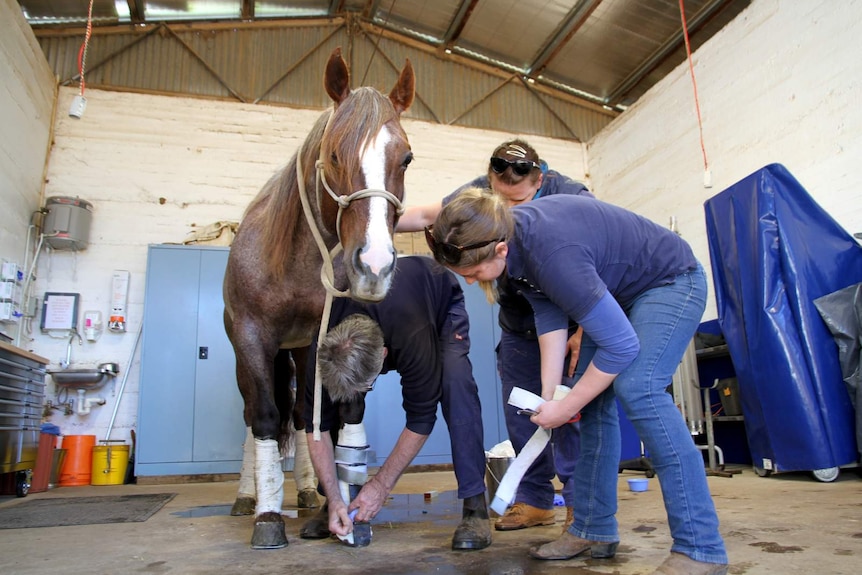 Veterinary team works on champion cutting horse sire Moore Metal, in a Dubbo vet clinic