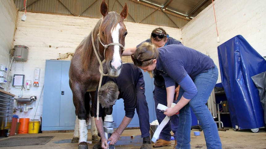 Veterinary team works on champion cutting horse sire Moore Metal, in a Dubbo vet clinic