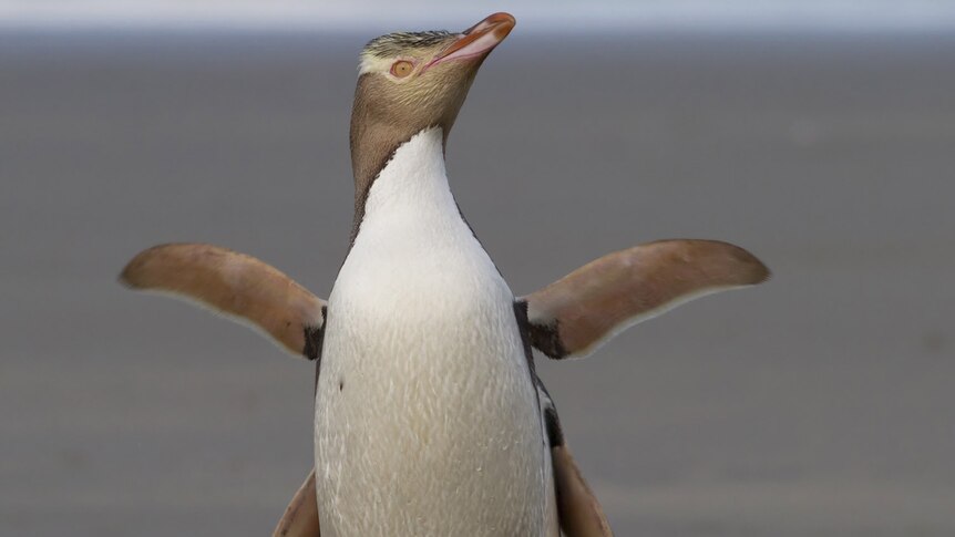 A Yellow-eyed Penguins (Megadyptes antipodes) stands behind another.