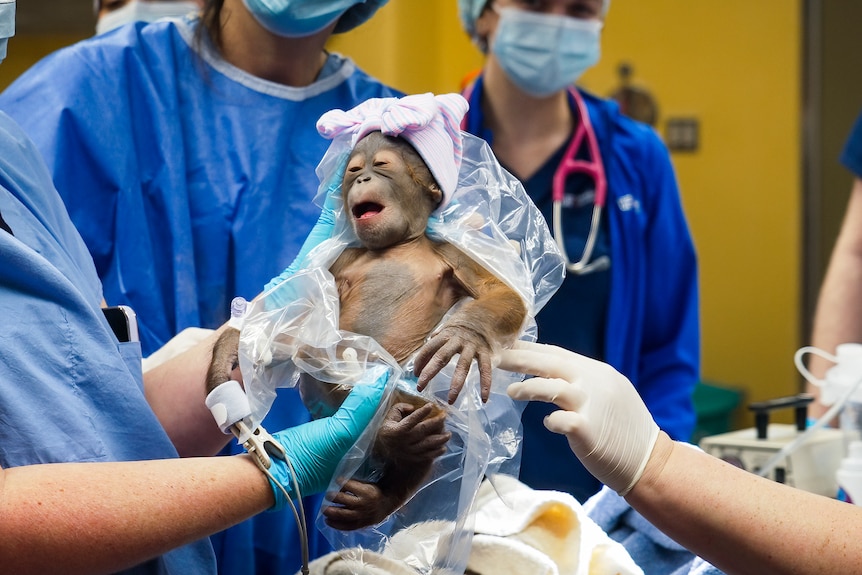 Image of a baby orangutan being held by people in scrubs with facemasks. The baby has a little pink hat with a bow on its head.
