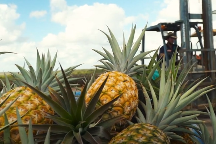 Pineapples stacked near a harvester