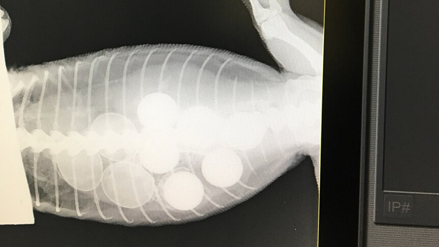 An x-ray of a goanna that swallowed six golf balls