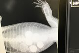 An x-ray of a goanna that swallowed six golf balls