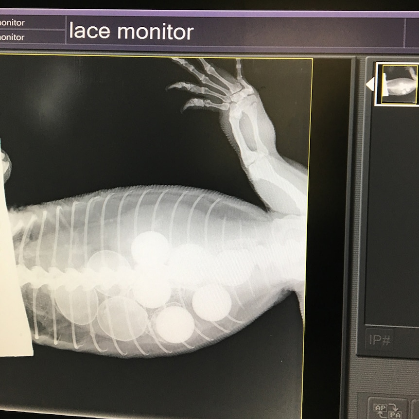 An x-ray of a goanna that swallowed six golf balls