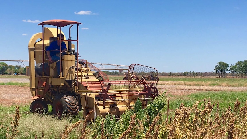 Scientists at Katherine Research Farm are exploring the potential for quinoa to grow in the Northern Territory.