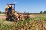 Scientists at Katherine Research Farm are exploring the potential for quinoa to grow in the Northern Territory.