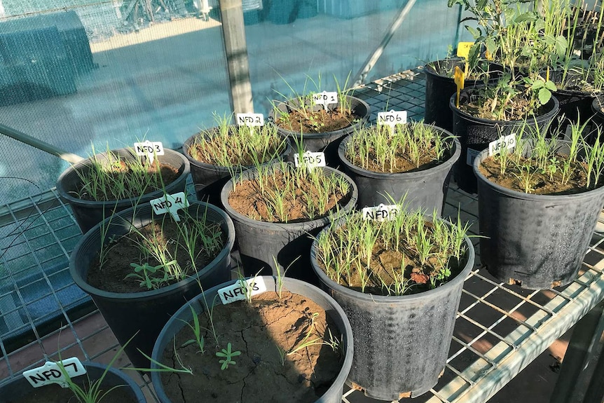 14 pots of Mitchell Grass being grown on a rack