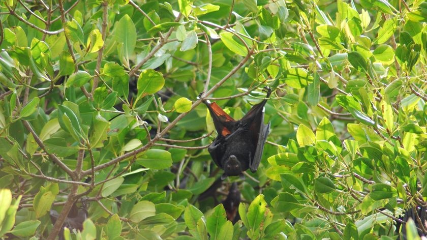 Residents warned not to disturb a colony of flying foxes at Lorn.