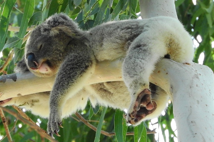 Koala lying on a branch
