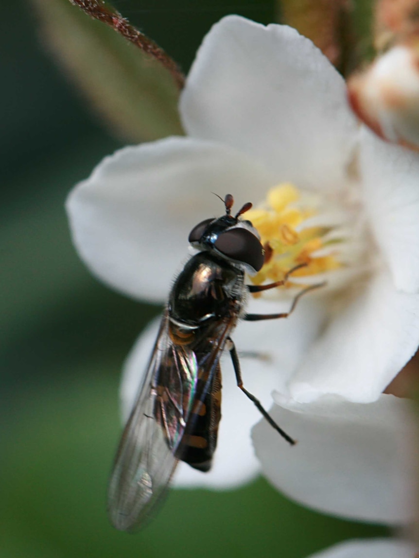 A Melangyna viridiceps hoverfly