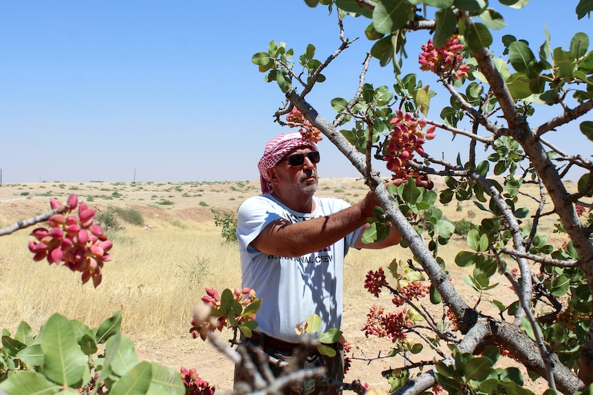 A man wearing a T-shirt and head covering reaches up to pick small red fruits off a tree. Grassland and blue sky behind him 