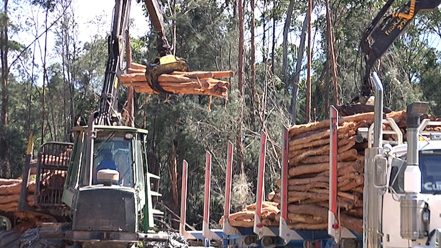 Loading truck in a logging coupe