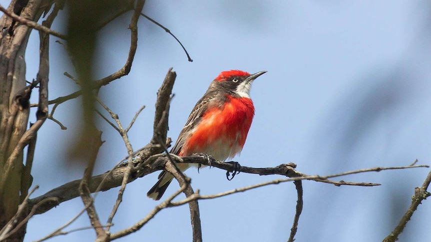 A red breasted bird sits on a dry twig