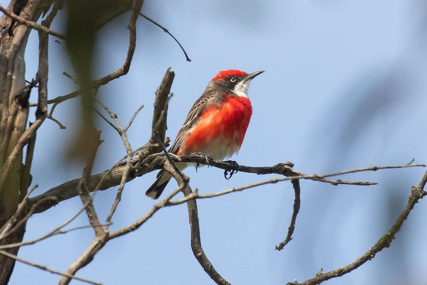 A red breasted bird sits on a dry twig