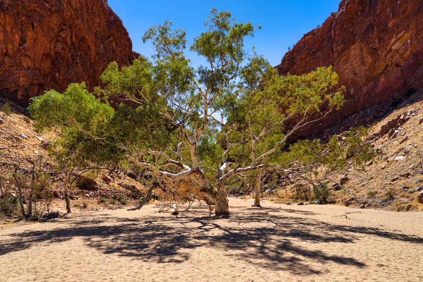 A river red gum in a dry river bed with red rocks surrounding