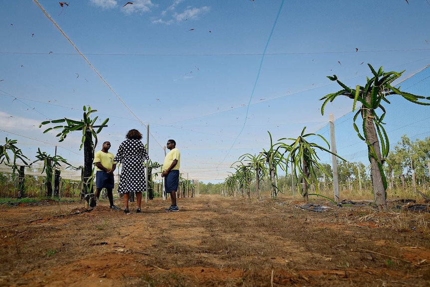 Leanne Liddle, with her back to the camera, talks with two inmates in a field of dragonfruit plants.