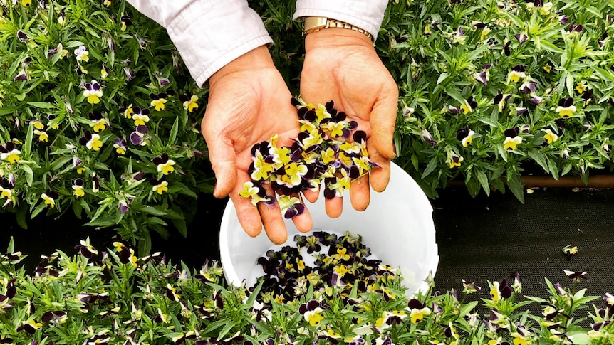 Flowers are handpicked at this biodynamic farm in the Adelaide Hills and turned into skincare products.