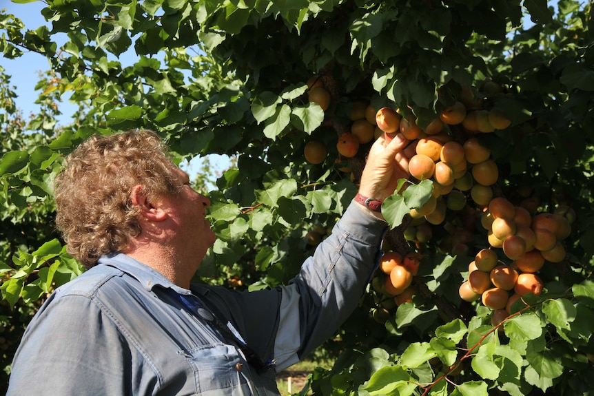 Kris Werner attempting to pick fruit off green stone fruit tree
