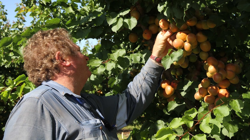 Kris werner attempting to pick fruit off green stone fruit tree