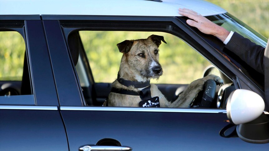 Porter passes his doggie driving test at a race track in Auckland, New Zealand.