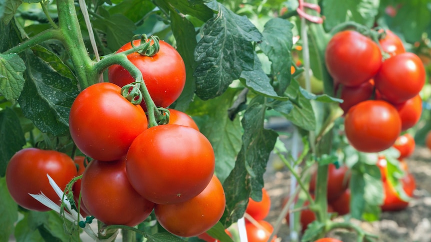 Tomatoes growing on the plant in a vegetable garden.