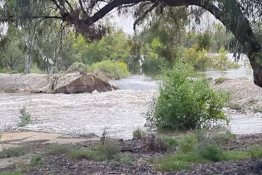 An old private levee bursts under pressure of 155 gigalitres of River Murray flows. 