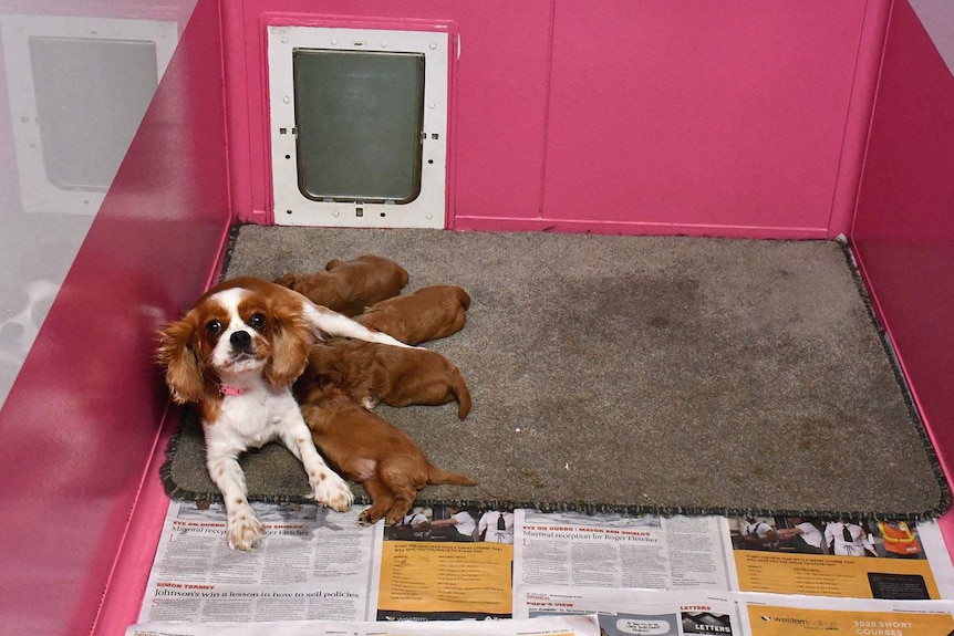 A cavalier king charles spaniel mother and puppies