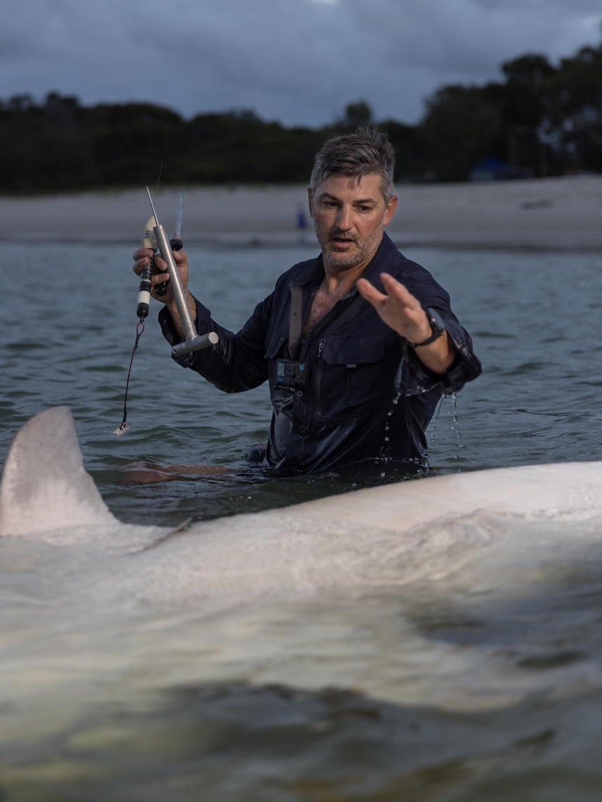 Man standing over a large shark in water 