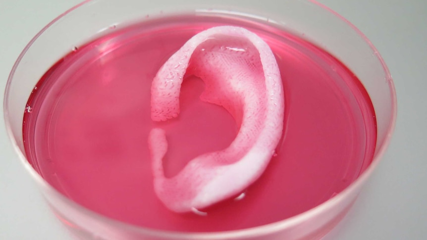 A white ear in a dish of pink nutrient mixture.