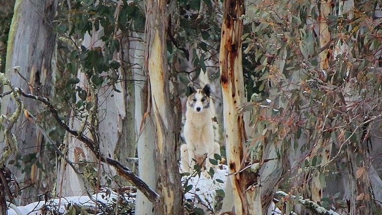 A wild dog looks through trees, surrounded by snow.