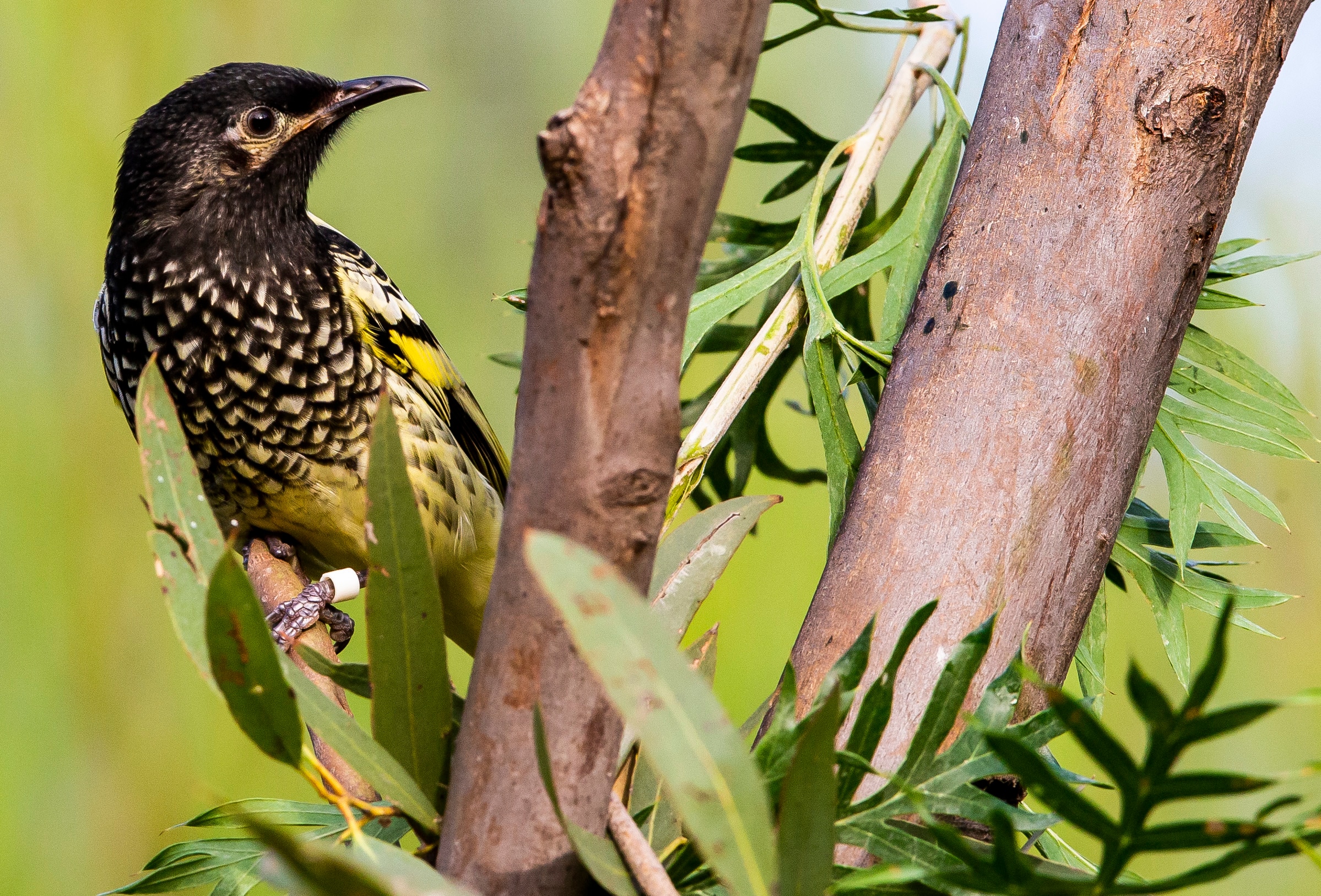 A medium sized honeyeater, black and yellow, sits on a tree branch.
