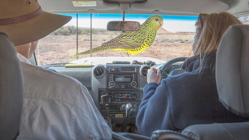 Two people drive a 4WD through very dry desert. A drawing of a parrot is seen through the windscreen.