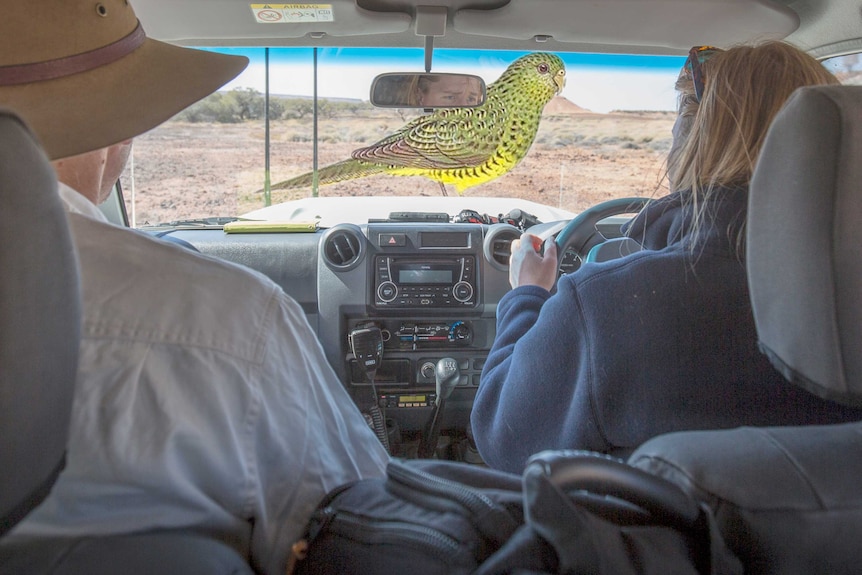 On the Search for the Night Parrot