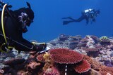 A scuba diver writes a note near coral as another diver swims past