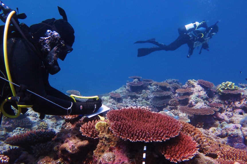 A scuba diver writes a note near coral as another diver swims past