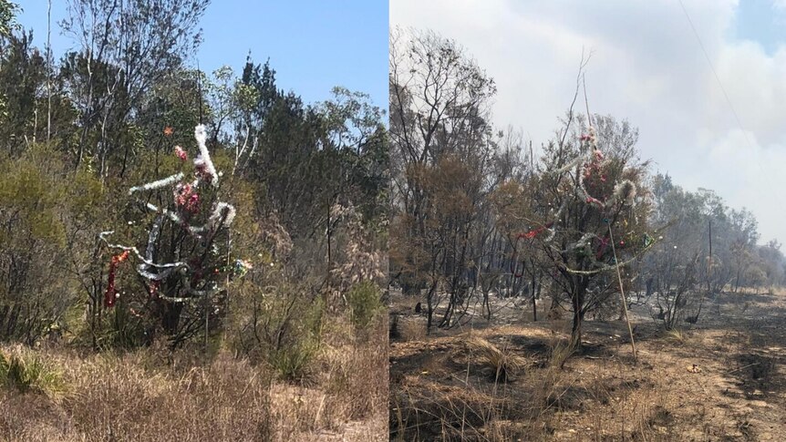 on the left a roadside pine tree decorated with tinsel surrounded by pine trees, on the right the tree stands in burnt bush