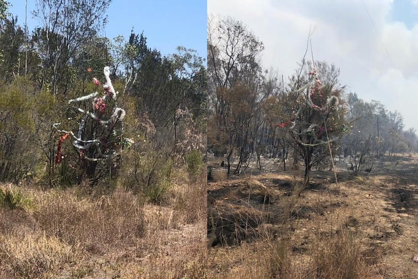 on the left a roadside pine tree decorated with tinsel surrounded by pine trees, on the right the tree stands in burnt bush
