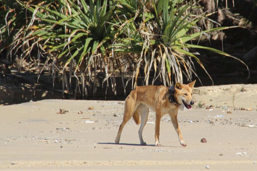 A dingo wearing a black GPS collar walking along a beach in front of a pandanus tree.