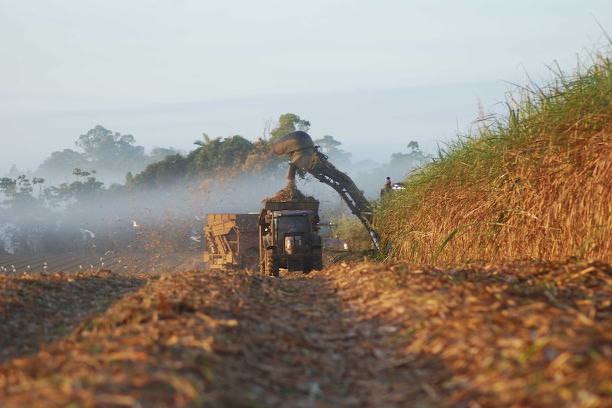 A sugarcane harvester in action