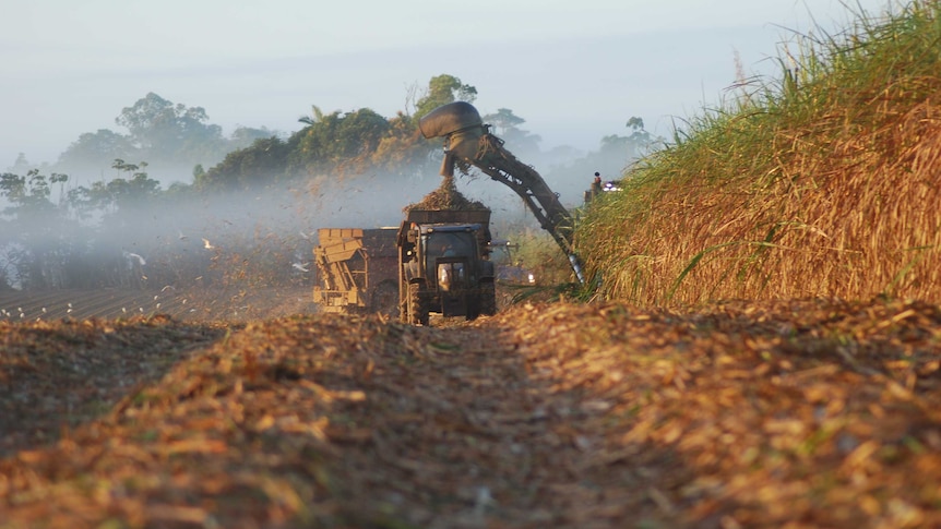 Sugarcane harvester in action