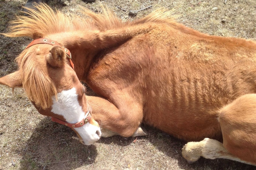 Mistreated foal found on Campania property